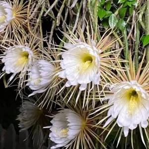 Night Blooming Cereus Live Plant - Queen of the Night Cactus, 4 Inch Pot, Indoor/Outdoor - Image 3