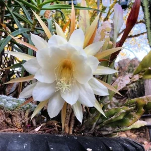 Night Blooming Cereus Live Plant - Queen of the Night Cactus, 4 Inch Pot, Indoor/Outdoor - Image 5