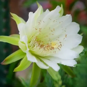Night Blooming Cereus Live Plant - Queen of the Night Cactus, 4 Inch Pot, Indoor/Outdoor - Image 1