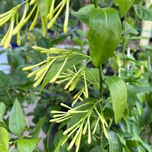 Night Blooming Jasmine Live Plant - 1 Gallon Pot - Fragrant Outdoor Shrub - Image 3