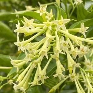 Night Blooming Jasmine Live Plant, Cestrum Nocturnum, 4