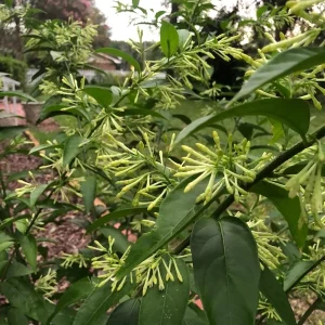 Night Blooming Jasmine Live Plant, Cestrum Nocturnum, 4" Pot, Fragrant - Image 1