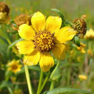 Nodding Bur Marigold Seeds - 50 Bidens cernua Native Wildflower Seeds - Image 1