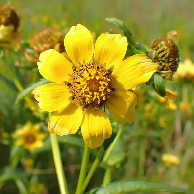 Nodding Bur Marigold Seeds - 50 Bidens cernua Native Wildflower Seeds - Image 1