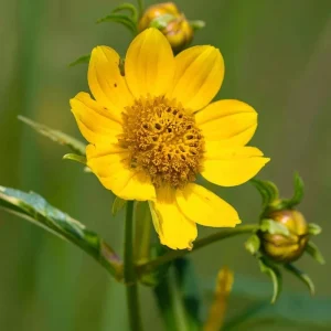Nodding Bur Marigold Seeds - 50 Bidens cernua Native Wildflower Seeds - Image 2