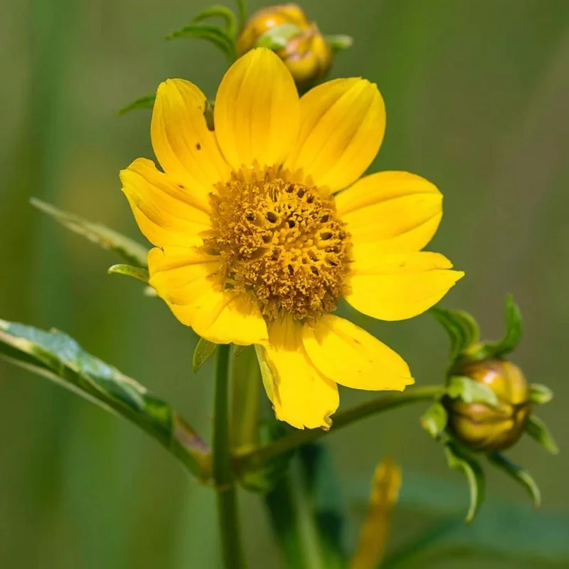 Nodding Bur Marigold Seeds - 50 Bidens cernua Native Wildflower Seeds - Image 2