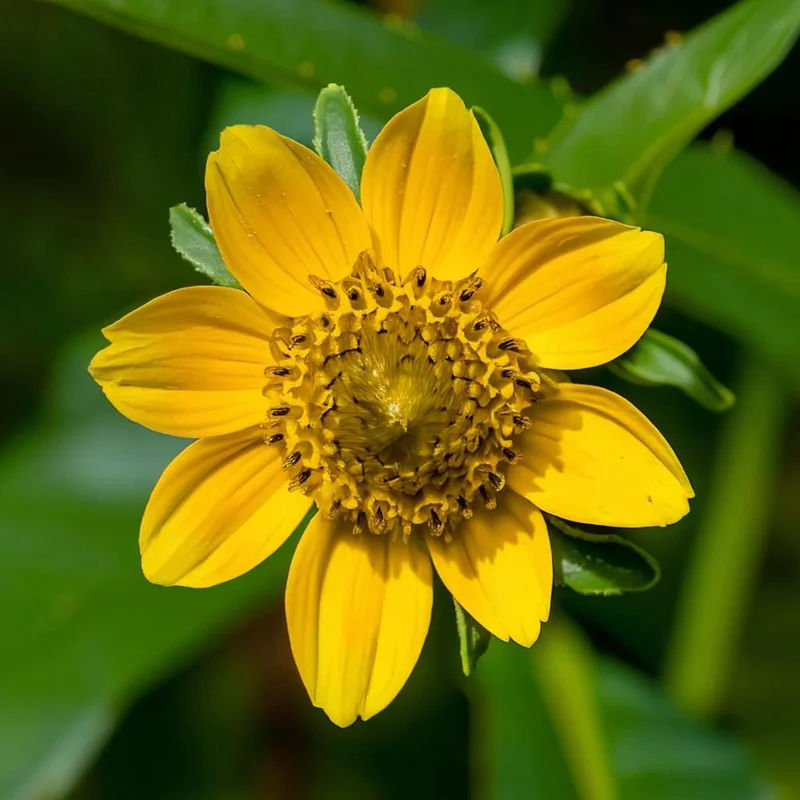 Nodding Bur Marigold Seeds - 50 Bidens cernua Native Wildflower Seeds - Image 3