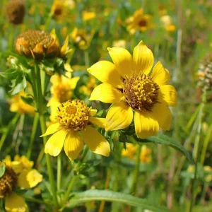 Nodding Bur Marigold Seeds - 50 Bidens cernua Native Wildflower Seeds - Image 4