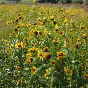 Nodding Bur Marigold Seeds - 50 Bidens cernua Native Wildflower Seeds - Image 5