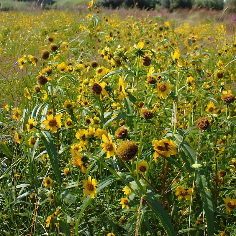 Nodding Bur Marigold Seeds - 50 Bidens cernua Native Wildflower Seeds - Image 5