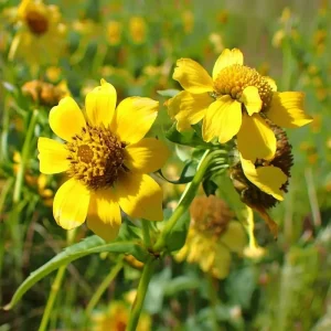 Nodding Bur Marigold Seeds - 50 Bidens cernua Native Wildflower Seeds - Image 6