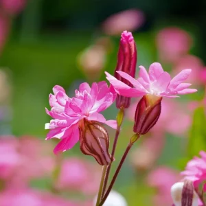 Nodding Catchfly Pink Flower Seeds | Heirloom Silene pendula | 300 Seeds - Image 2