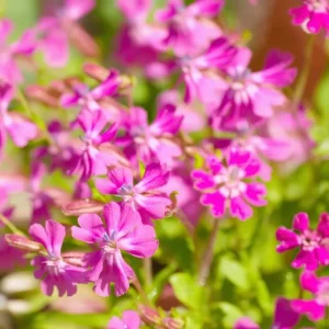 Nodding Catchfly Pink Flower Seeds | Heirloom Silene pendula | 300 Seeds - Image 3