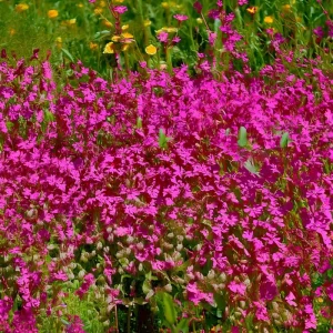 Nodding Catchfly Pink Flower Seeds | Heirloom Silene pendula | 300 Seeds - Image 4
