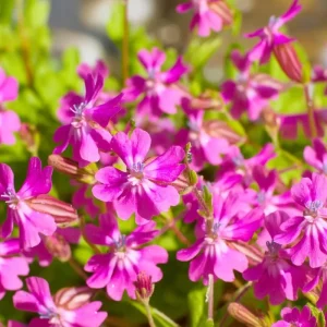 Nodding Catchfly Pink Flower Seeds | Heirloom Silene pendula | 300 Seeds - Image 1