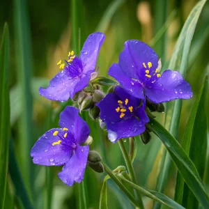 Ohio Spiderwort Seeds – Tradescantia ohiensis | 100 Seeds | Native Wildflower Perennial - Image 2