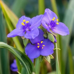 Ohio Spiderwort Seeds – Tradescantia ohiensis | 100 Seeds | Native Wildflower Perennial - Image 1