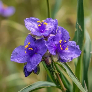 Ohio Spiderwort Seeds – Tradescantia ohiensis | 100 Seeds | Native Wildflower Perennial - Image 4