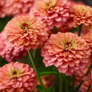 Oklahoma Salmon Zinnia Seeds - 50 Count, Long Stems, Cut Flowers - Image 1