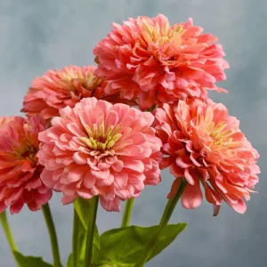 Oklahoma Salmon Zinnia Seeds - 50 Count, Long Stems, Cut Flowers - Image 3