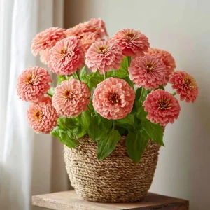 Oklahoma Salmon Zinnia Seeds - 50 Count, Long Stems, Cut Flowers - Image 4