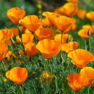 Orange California Poppy Seeds - Wildflower - Easy Grow - 500 Seeds - Outdoor - Image 2