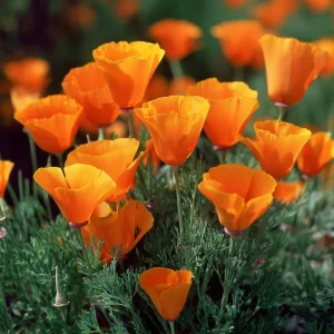 Orange California Poppy Seeds - Wildflower - Easy Grow - 500 Seeds - Outdoor - Image 3