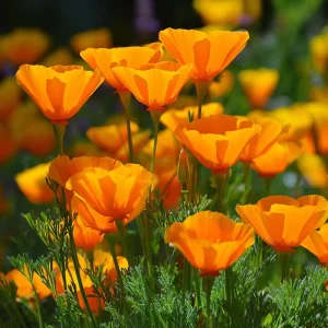 Orange California Poppy Seeds - Wildflower - Easy Grow - 500 Seeds - Outdoor - Image 4
