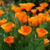 Orange California Poppy Seeds - Wildflower - Easy Grow - 500 Seeds - Outdoor - Image 1