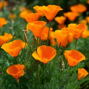 Orange California Poppy Seeds - Wildflower - Easy Grow - 500 Seeds - Outdoor - Image 1