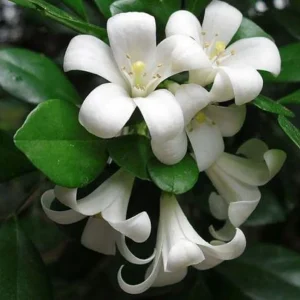 Orange Jasmine Live Plant – 1 Gallon – Fragrant Shrub – Indoor/Outdoor - Image 2