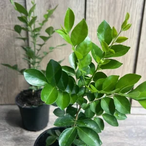 Orange Jasmine Live Plant – 1 Gallon – Fragrant Shrub – Indoor/Outdoor - Image 3
