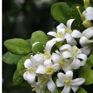Orange Jasmine Live Plant – 1 Gallon – Fragrant Shrub – Indoor/Outdoor - Image 4