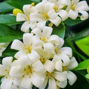 Orange Jasmine Live Plant – 1 Gallon – Fragrant Shrub – Indoor/Outdoor - Image 1