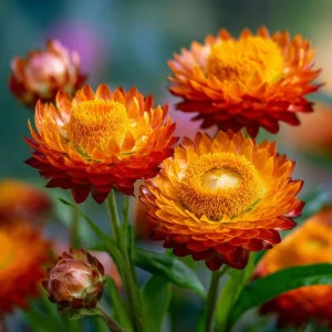 Orange Strawflower Seeds - 50 Seeds Everlasting Bright Orange Cut Flowers - Image 2