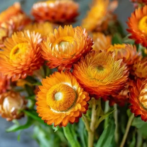 Orange Strawflower Seeds - 50 Seeds Everlasting Bright Orange Cut Flowers - Image 3