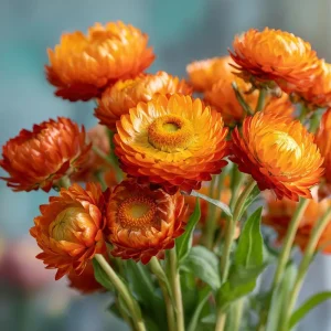 Orange Strawflower Seeds - 50 Seeds Everlasting Bright Orange Cut Flowers - Image 4