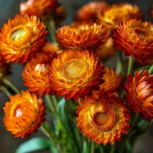 Orange Strawflower Seeds - 50 Seeds Everlasting Bright Orange Cut Flowers - Image 1