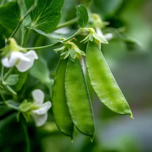 Oregon Sugar Pod Snow Pea Seeds - 30 Seeds, Sweet & Crisp Heirloom Peas for Garden - Image 4