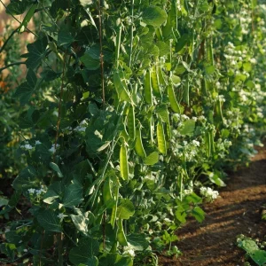 Oregon Sugar Pod Snow Pea Seeds - 30 Seeds, Sweet & Crisp Heirloom Peas for Garden - Image 5