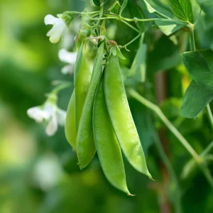 Oregon Sugar Pod Snow Pea Seeds - 30 Seeds, Sweet & Crisp Heirloom Peas for Garden - Image 1