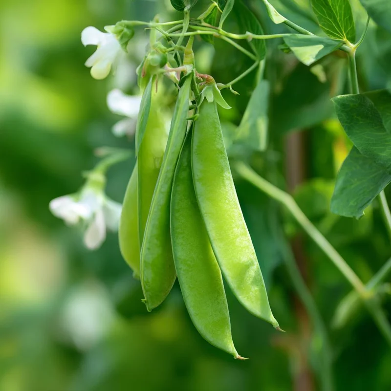 Oregon Sugar Pod Snow Pea Seeds - 30 Seeds, Sweet & Crisp Heirloom Peas for Garden - Image 1