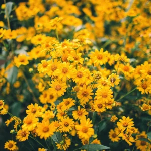 Oregon Sunshine Seeds - Woolly Sunflower Seeds, 100 Seeds, Yellow Blooms, Hardy Perennial - Image 2