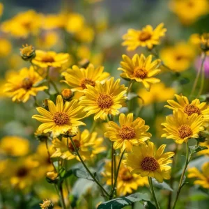 Oregon Sunshine Seeds - Woolly Sunflower Seeds, 100 Seeds, Yellow Blooms, Hardy Perennial - Image 3
