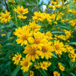 Oregon Sunshine Seeds - Woolly Sunflower Seeds, 100 Seeds, Yellow Blooms, Hardy Perennial - Image 1