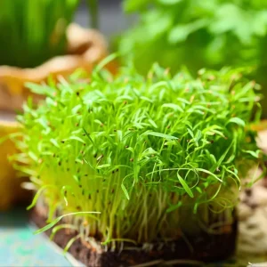 Organic Alfalfa Microgreen Seeds 1 oz Pack – Fast-Growing, Nutritious Greens - Image 2