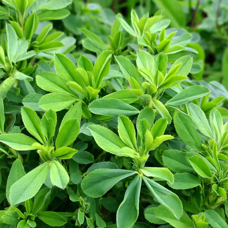 Organic Alfalfa Microgreen Seeds 1 oz Pack – Fast-Growing, Nutritious Greens - Image 3