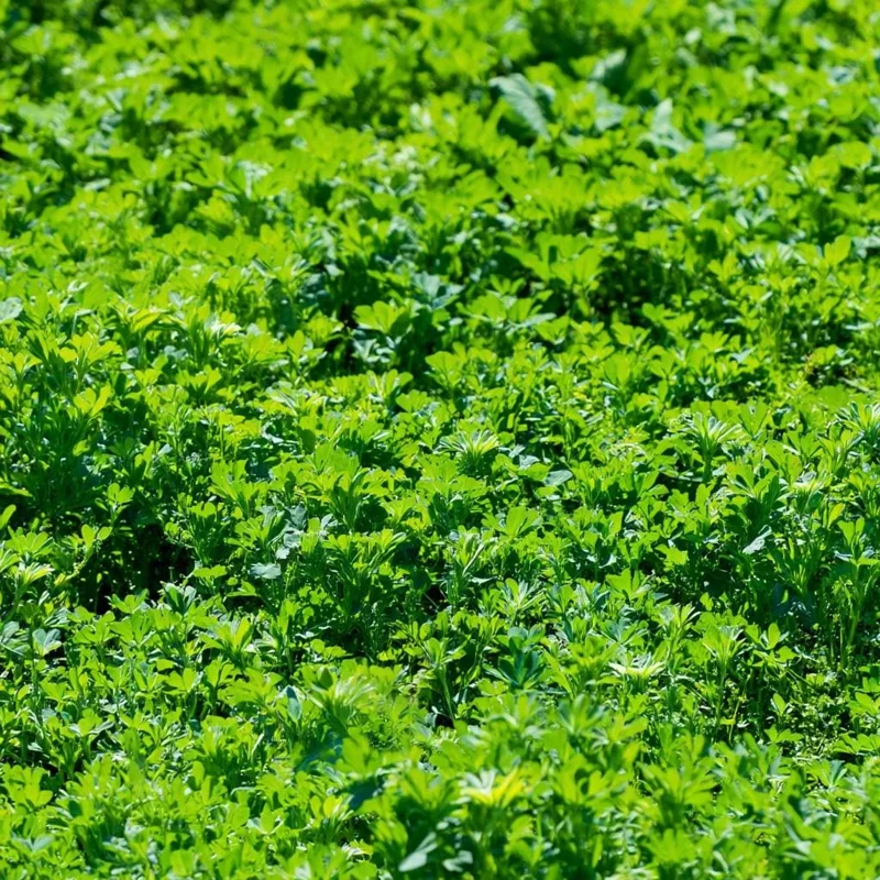 Organic Alfalfa Microgreen Seeds 1 oz Pack – Fast-Growing, Nutritious Greens - Image 4