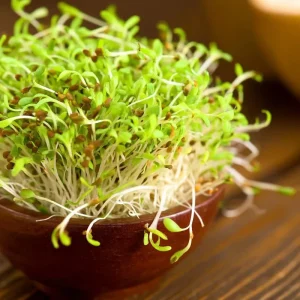 Organic Alfalfa Microgreen Seeds 1 oz Pack – Fast-Growing, Nutritious Greens - Image 6