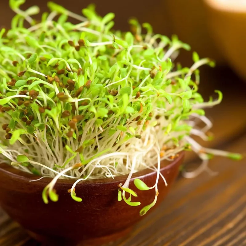 Organic Alfalfa Microgreen Seeds 1 oz Pack – Fast-Growing, Nutritious Greens - Image 6